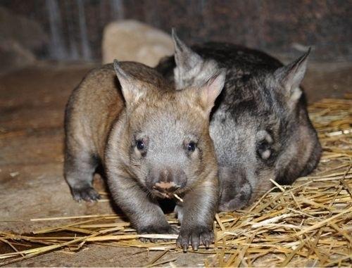 Cele mai rare animale din lume (FOTO)