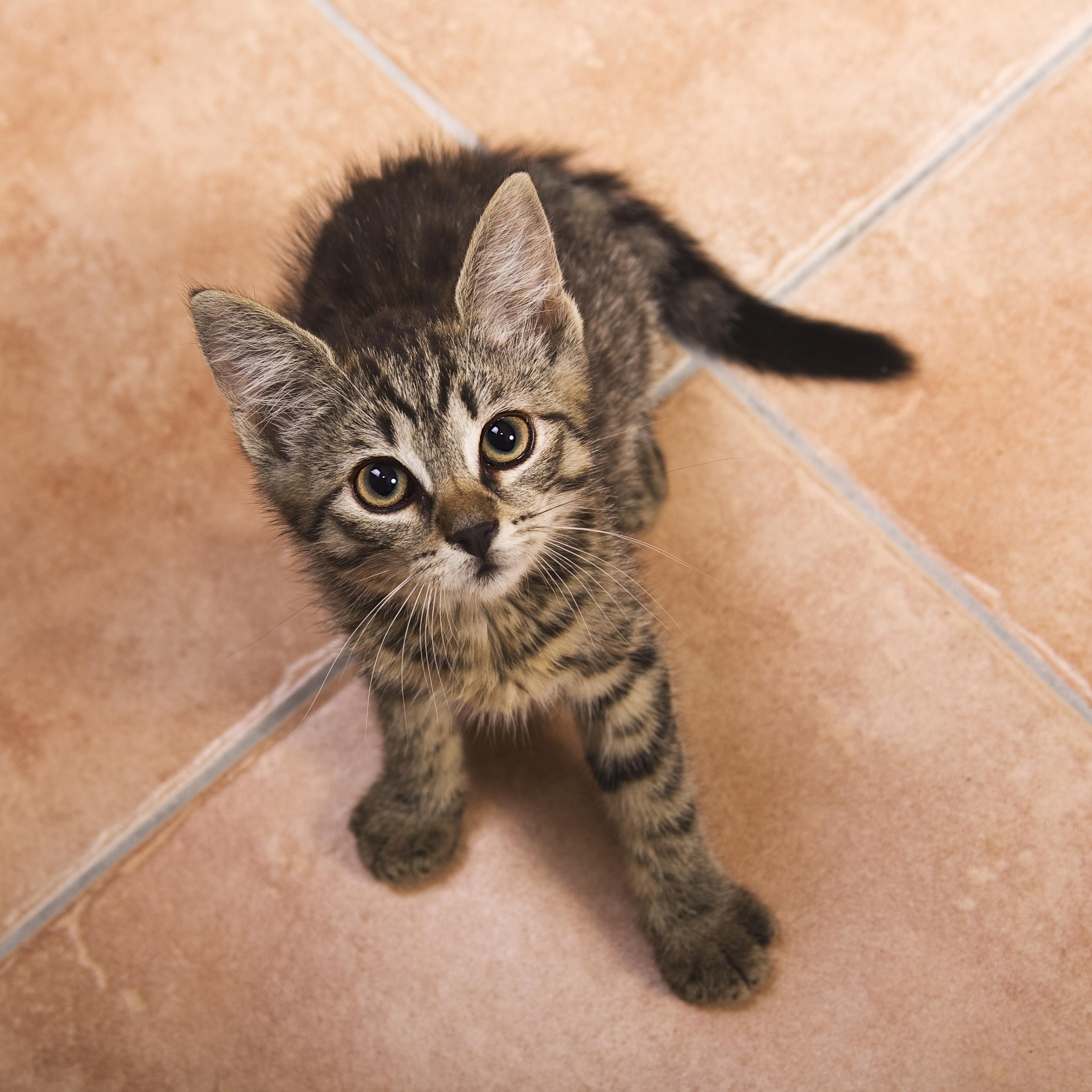 &Icirc;n goana după bani, un rom&acirc;n din Italia a răpit o pisică!