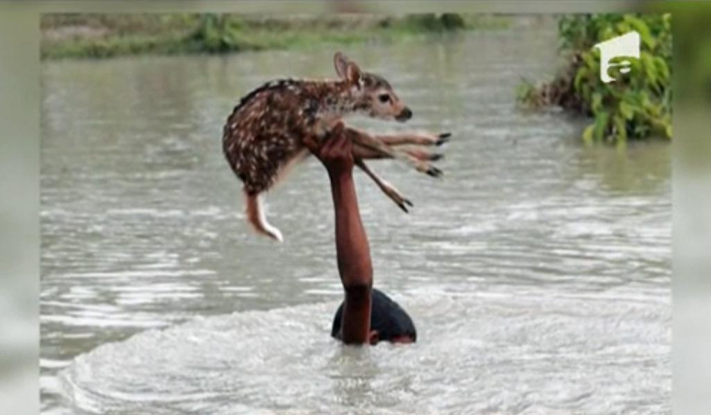 Şi-a riscat viaţa ca să salveze un pui de căprioară