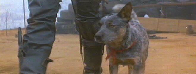 Talibanii au luat prizonier un c&acirc;ine: "Avea la el PATRU arme şi GRENADE!"