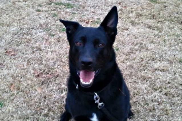 C&acirc;ine poliţist, concediat pentru că e leneş şi distrat