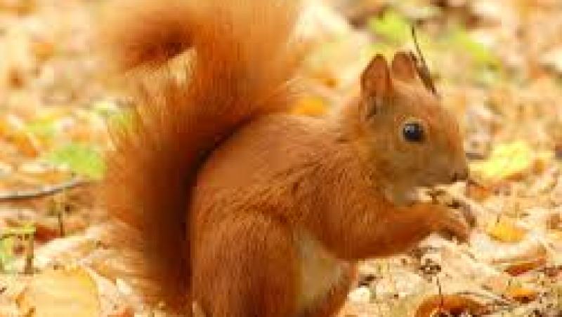 Ha, ha, ha! Uite ce loc ORIGINAL a găsit veveriţa asta pentru a-şi ascunde alunele (VIDEO)