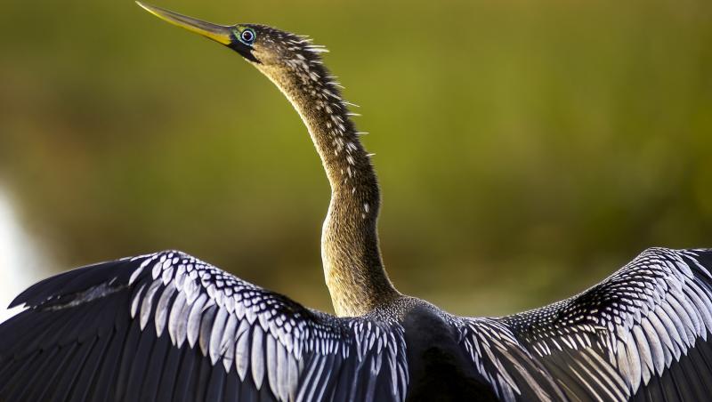 Pasărea asta nu se simte deloc! Nu zboară, preferă să stea pe ştergătoare (VIDEO)