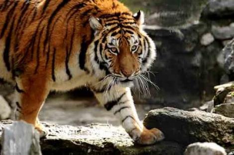 Un tigru siberian, vedeta Grădinii Zoologice din Oradea