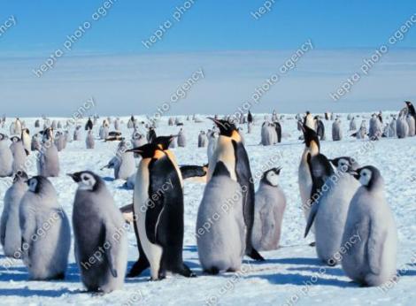 Pinguinii din Marea Britanie, deprimaţi din cauza vremii