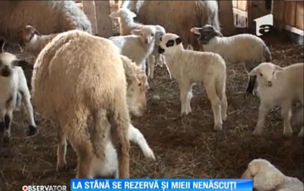 Ciobanii au deschis listele de comenzi pentru mieii de Paște