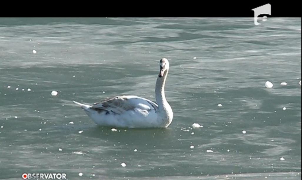 O lebădă a fost salvată cu o bucată de cozonac