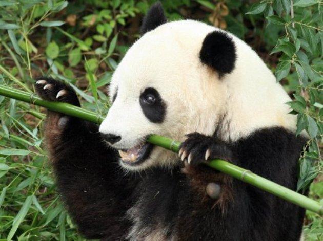Capitala Taiwanului, invadată de panda