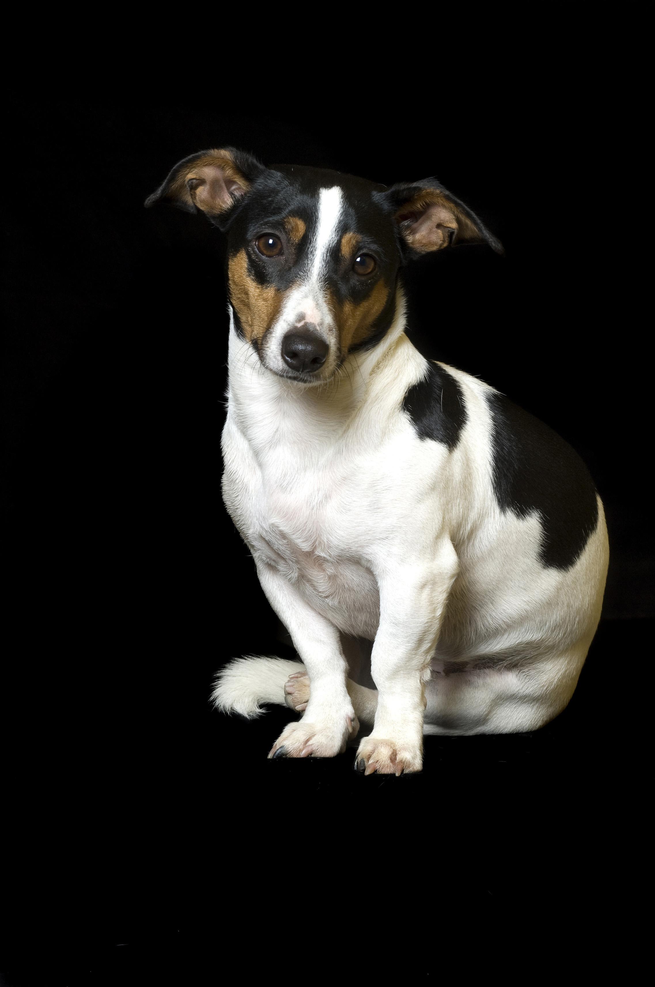 Britanicii se tem de o epidemie de rabie din cauza traficului cu animale