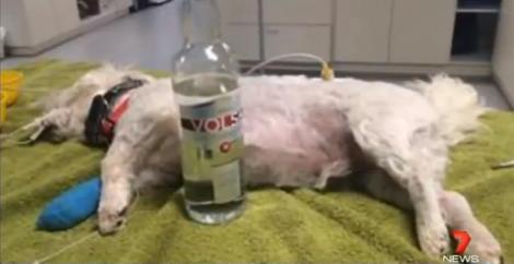 Un câine, salvat de la moarte cu vodcă administrată prin perfuzie