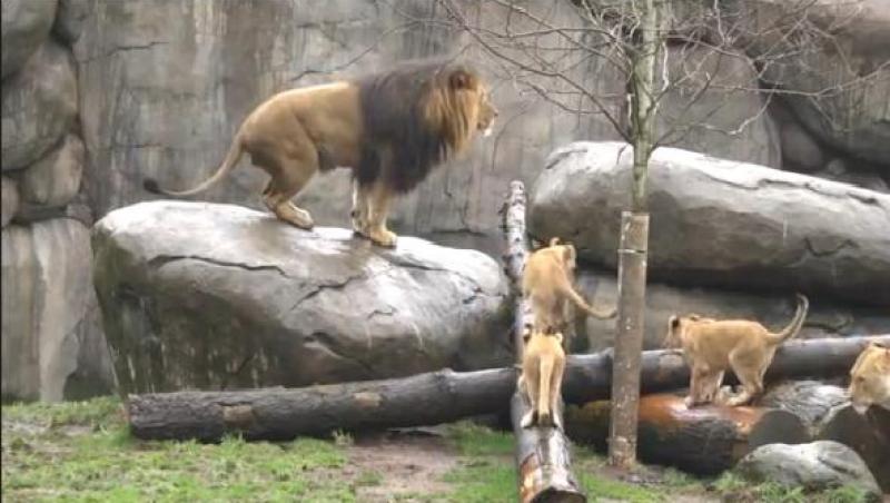 VIDEO! Prima întâlnire dintre un leu şi puii lui