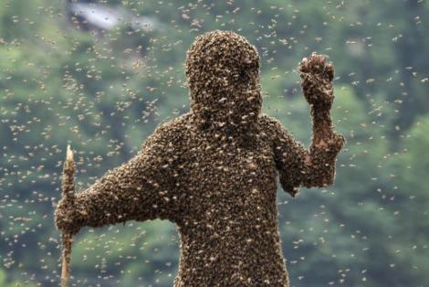 Video ŞOCANT! O femeie din California a fost atacată de 75.000 de albine