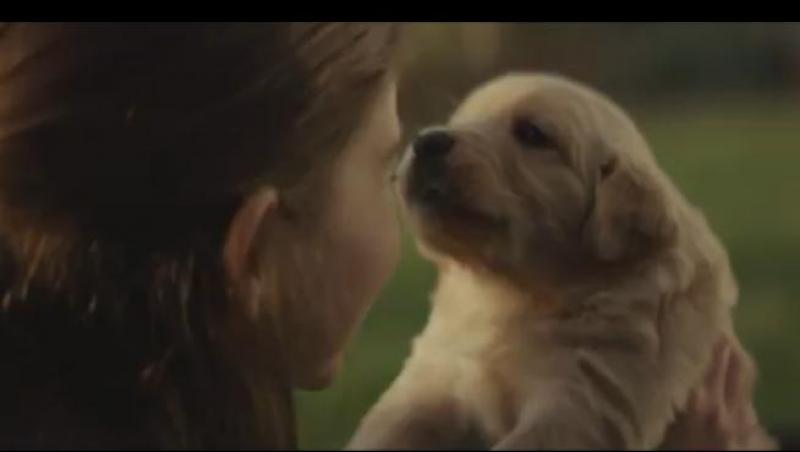 Eşti iubitor de câini? Vei plânge când vei vedea acest videoclip!