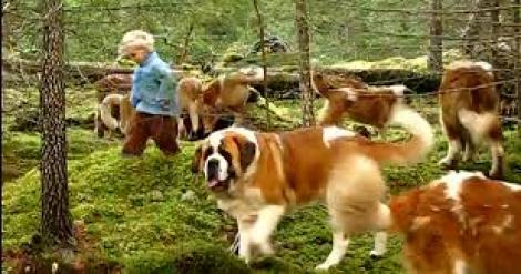 VIDEO! La plimbare cu 45 de câini din rasa Saint Bernard