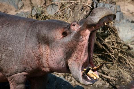 Un hipopotam este eroul zilei: A salvat o antilopă din calea unui crocodil
