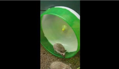VIDEO! Ariciul care se crede hamster aleargă cu o viteză ameţitoare