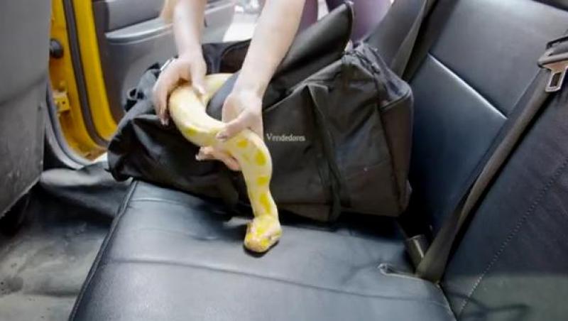 Aproape că au leşinat! S-au urcat în taxi şi au dat nas în nas cu un piton uriaş!
