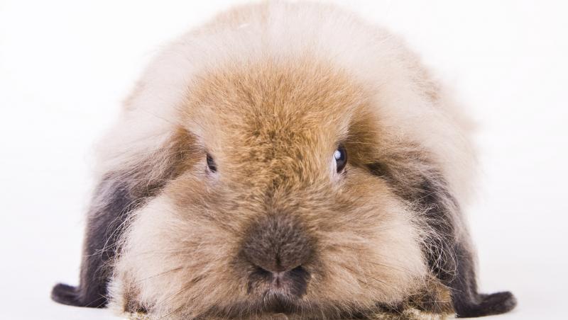 VIDEO! Cum reacționează un iepure când nu e mângâiat