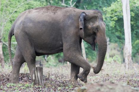 Un elefant a dărâmat o casă, dar s-a întors să salveze un copil