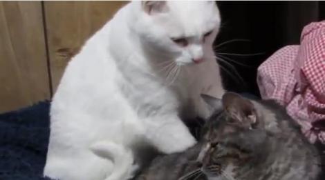 O pisicuţă îl răsfaţă pe un motan cu un masaj relaxant