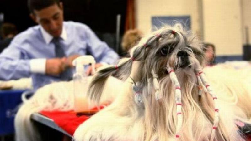 Galerie FOTO: Ce-a fost în capul stăpânilor?! Ei sunt câinii cu cele mai amuzante... apariţii
