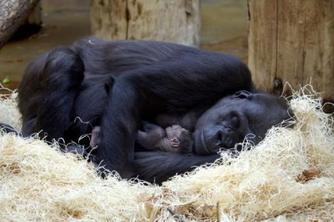 Şansă la viaţă: Un pui de gorilă a venit pe lume prin cezariană