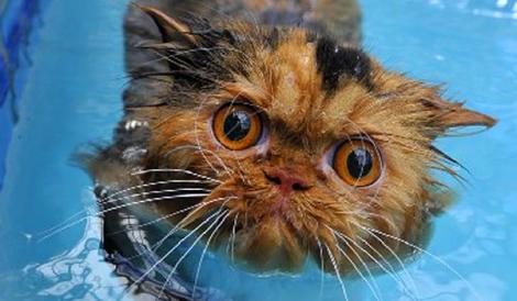 VIDEO: Credeaţi că pisicilor nu le place apa? Priviţi motanul acesta care face scufundări!