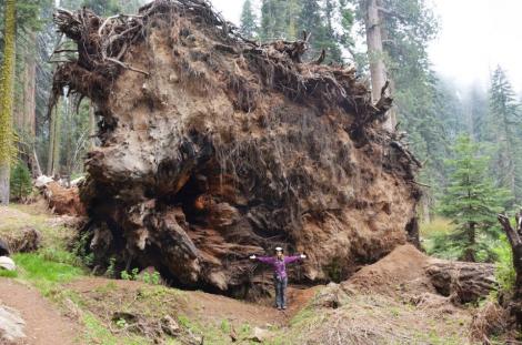 FOTO: Aşa ceva nu credeai că există! Cum arată rădăcina imensă a unui copac foarte "bătrân"