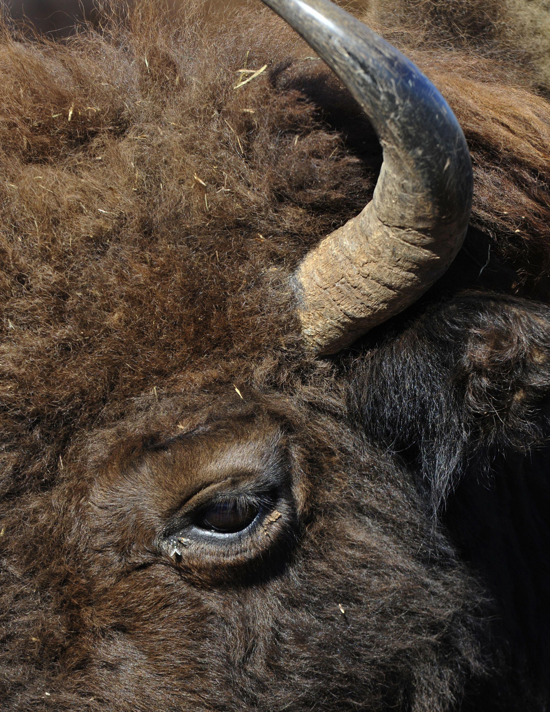 Zimbrii s-au &icirc;ntors &icirc;n sălbăticie