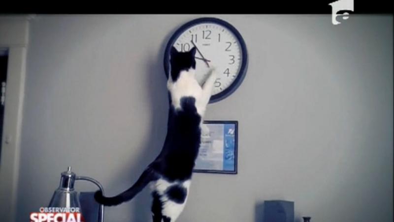 Pisicile au o mare pasiune: Ceasurile