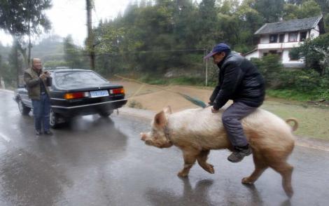 China, țara tuturor posibilităților! Aici, porcii sunt mijloace de transport!