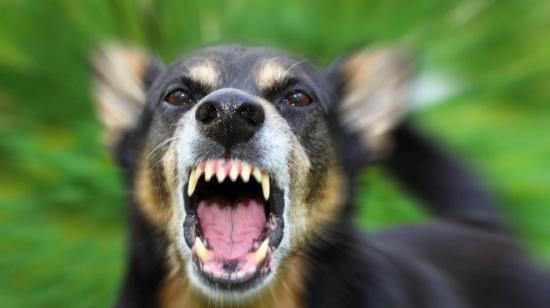 Fetiţă de 3 ani, OMOR&Acirc;TĂ de c&acirc;ini. Pe trupul copilei s-au găsit peste 20 de muşcături de animale