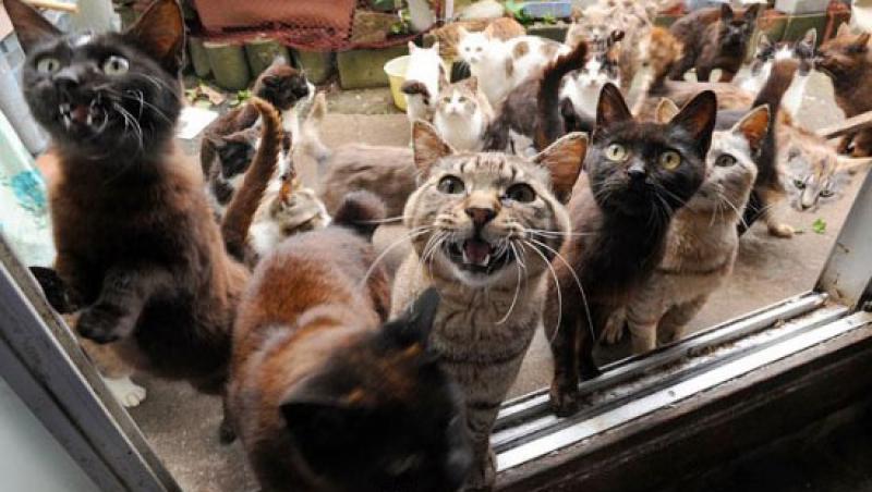 Oraşul Tokyo a fost invadat de pisici uriaşe! (VIDEO)