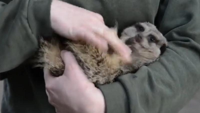 Cea mai simpatică suricată: Se prăpădește de râs dacă o gâdili