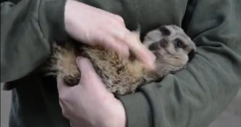 Cea mai simpatică suricată: Se prăpădește de râs dacă o gâdili
