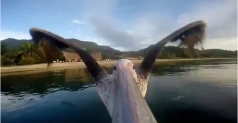 VIDEO! Așa se vede lumea filmată cu o cameră montată pe ciocul unui pelican