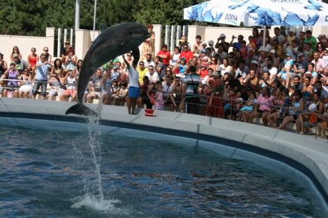 Delfinii de la Constanţa, subiect de scandal în Germania