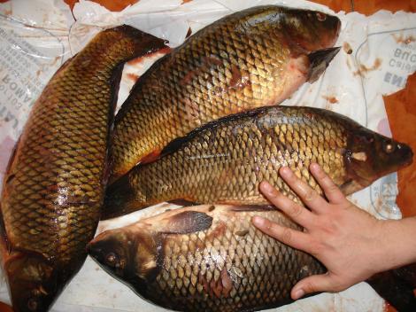 Zeci de oameni au prins peşti cu mâinile goale într-un lac de acumulare secat de autorităţi