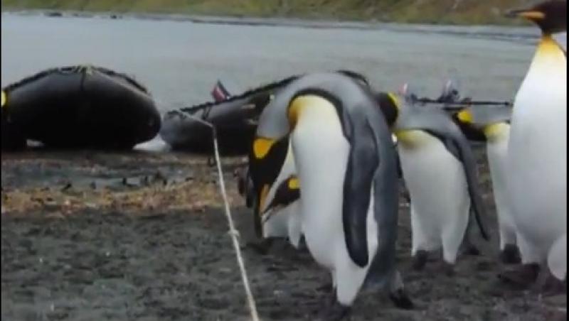 VIDEO! Pinguinii n-au noroc, dau de sfoară și cad în cioc