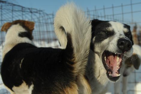 Cei care au adoptat câini şi i-au abandonat nu vor mai putea lua alte patrupede
