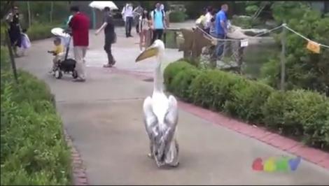 VIDEO! Un pelican blând a pus pe fugă vizitatorii de la ZOO