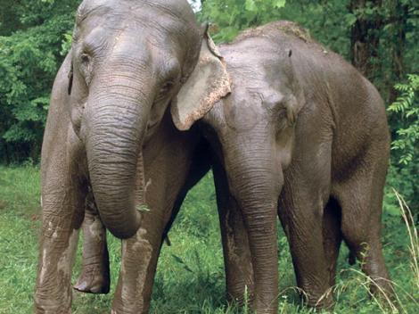 Înduioșător! Acești elefanți s-au reunit după 20 de ani