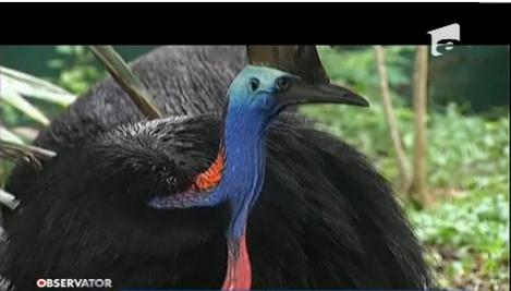 Una dintre cele mai mari şi mai frumoase specii de păsări din lume, ameninţată cu dispariţia