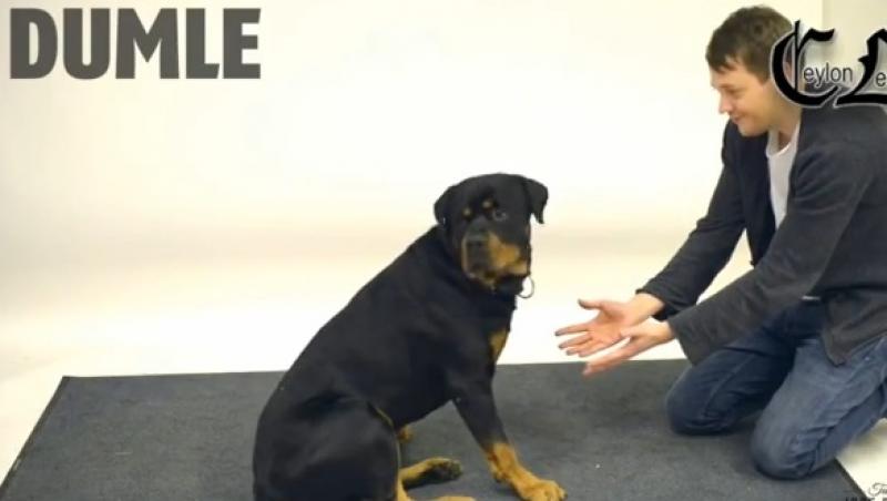 Te topești! Cum reacționeză câinii în fața unor numere de magie (VIDEO)