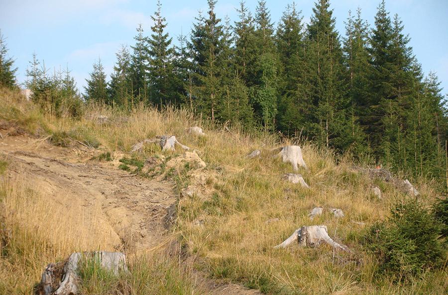 Se &icirc;nt&acirc;mplă din nou! &Icirc;ncă un dispărut a fost găsit de un pădurar