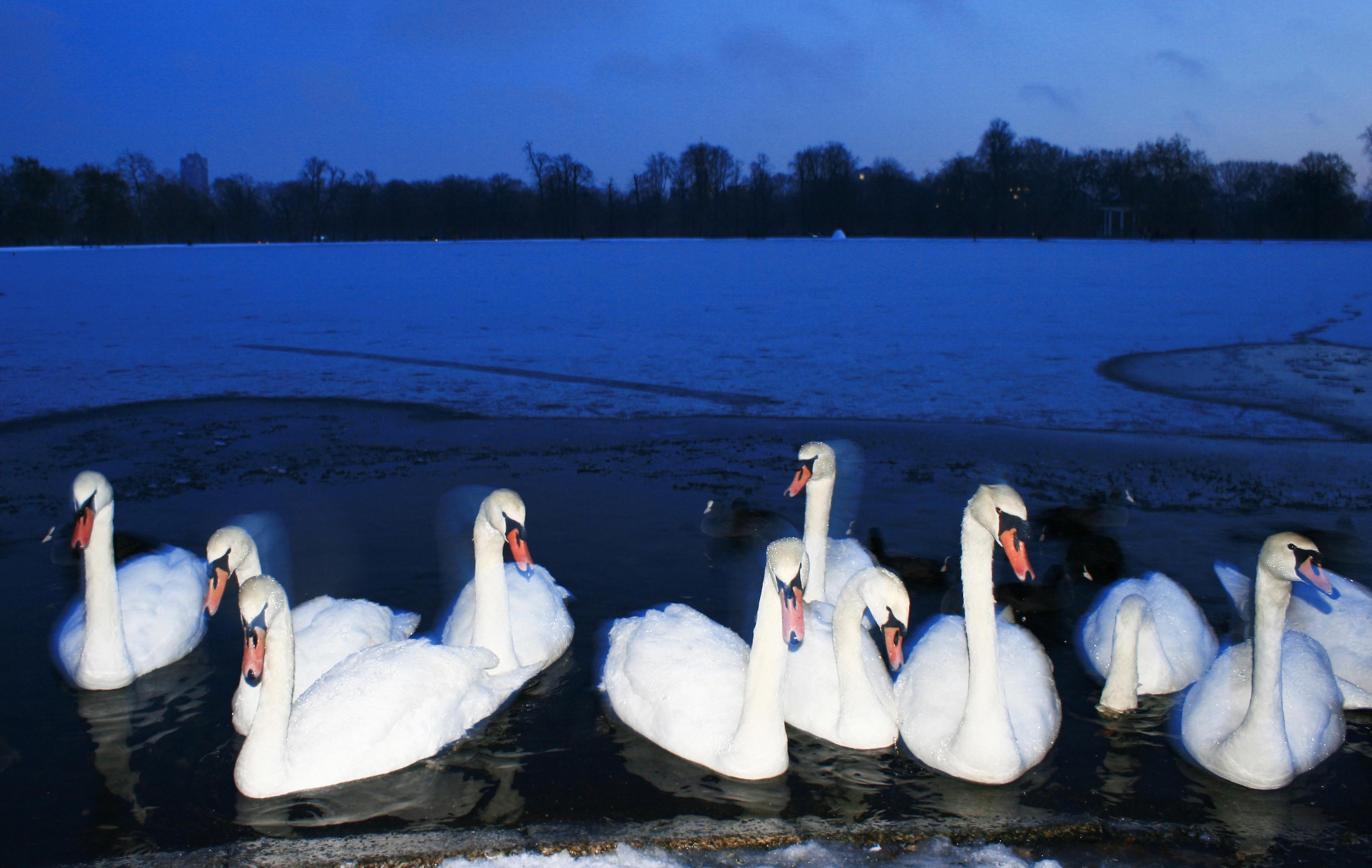 Parada lebedelor din Hamburg