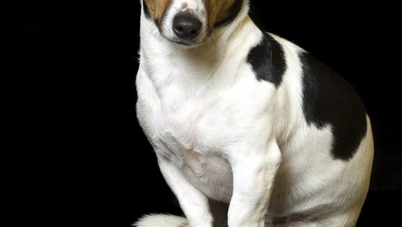 Ce iese când se întâlnește un câine mare cu unul foarte mic (VIDEO)