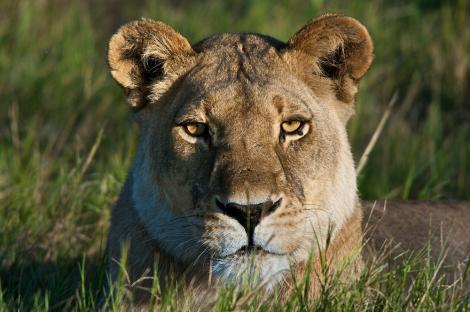 Danezii ucid din nou: Patru lei sănătoşi, omorâţi la ZOO