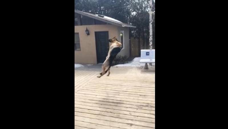 VIDEO! Un ciobănesc german, doborât la pământ de o minge