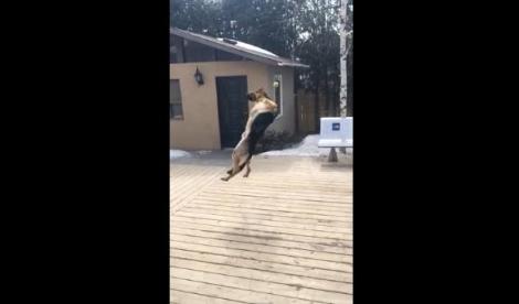 VIDEO! Un ciobănesc german, doborât la pământ de o minge